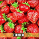 erdbeere