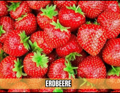 erdbeere