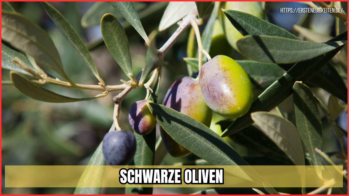 schwarze oliven